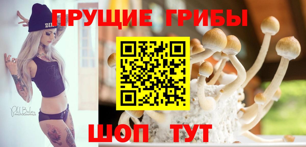 Куйбышев  Галлюциногенные грибы Cubensis  Вход с VPN 
